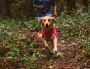 Trail running with dogs